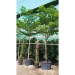 BUCIDA BUCERAS - HEIGHT 4.5 M