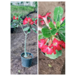 ADENIUM (DESSERT ROSE)