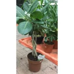 FICUS AUDRY