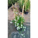 BOUGAINVILLEA 4 STICK