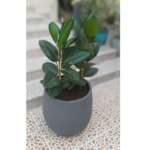 RUBBER PLANT POTTED IN FIBRE CLAY POT- TOTAL HEIGHT 100 CM