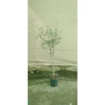 Olive Tree- Height 1.5m - Image 2