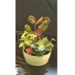 DISH GARDEN - ASSORTED PLANTS