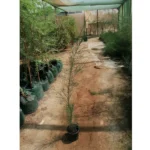 CASUARINA- HEIGHT 1.5 M TO 2.5 M
