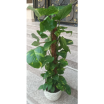 Money Plant (EPIPREMNUM) Potted- Height 100 cm