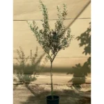Olive Tree- Height 1.5m