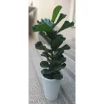 Fiddle Leaf Fig Potted - Height 150 cm