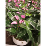 ANTHURIUM IN ASSORTED POT