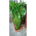 Braided Lucky Bamboos- Height100 CM