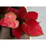 AGLAONEMA RED - 30 CM - Image 2