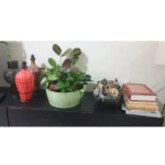 DISH GARDEN - ASSORTED PLANTS - Image 2