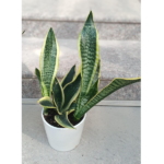 Snake Plant Potted