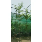 Bucida buceras - Height 3m