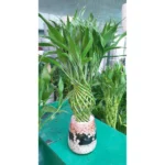 Braided Lucky Bamboos in Glass Pot- Height 80 cm