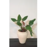 Philodendron in Clay Pot- Height 50 cm