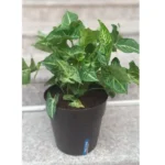 Syngonium Potted