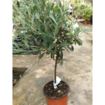 Olive Plant - Height 70 cm