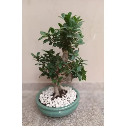 Bonsai with Ceramic Pot