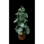 SCINDAPSUS MOSS STICK - HEIGHT 40 CM