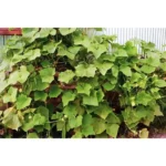 YELLOW INDIAN CUCUMBER(VELLARIKKA) SMALL PLANT