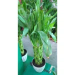 Braided Lucky Bamboos- Height 80 cm