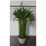 BRAIDED BAMBOO POTTED