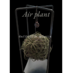 AIR PLANT