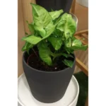 SYNGONIUM POTTED- ASSORTED POT