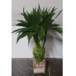 BRAIDED BAMBOO IN GLASS POT