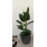 Ficus Elastica Green (Rubber Plant). Potted- Height 90 cm