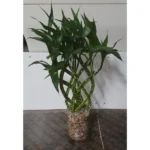 BRAIDED BAMBOO POTTED