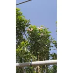 TABEBUIA ROSEA - HEIGHT 3 M - Image 2