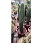 Cactus- Height 60 cm
