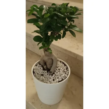 Bonsai Potted Online Qatar