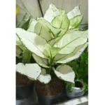 Aglaonema White Leaf - Height 30 cm