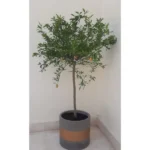 CITRUS KUMQUAT POTTED