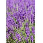 LAVENDER - Image 2
