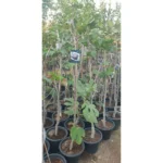 Ficus Carica- Height 1.75 Mtr