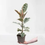 Ficus Elastica. Variegated- Height 80 cm