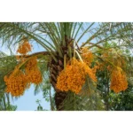 PHOENIX DACTYLIFERA 3.0 M CLEAR TRUNK