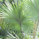 LIVISTONA CHINENSIS 3.0M CLEAR TRUNK - Image 2