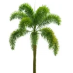 WODYETIA BIFURCATA (FOXTAIL PALM) - OVERALL HEIGHT 3.0M