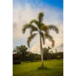 WODYETIA BIFURCATA (FOXTAIL PALM) - OVERALL HEIGHT 3.0M - Image 2