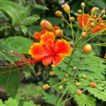 Caesalpinia - Height 120 cm - Image 2