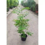 Caesalpinia - Height 120 cm