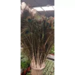 Peacock Feather Qatar