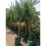 CASUARINA- HEIGHT 2 MTR
