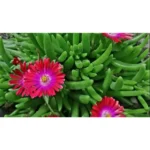 LAMPRANTHUS 25 PCS BOX