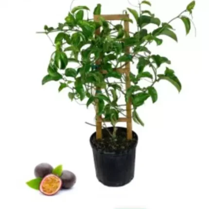 Buy Passion Fruit Online