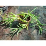 LAMPRANTHUS 25 PCS BOX - Image 2